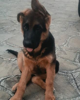 Cuccioli di pastore tedesco