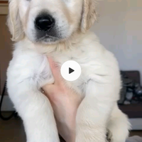 Cuccioli di Golden Retriever