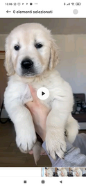 Cuccioli di Golden Retriever