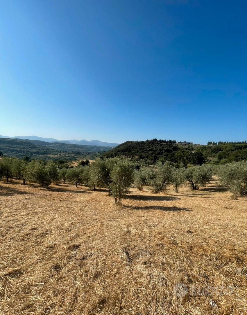 Terreno con oliveto e frutteto - Vista 3