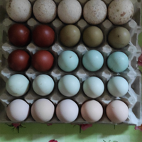 Uova di gallina ornamentali