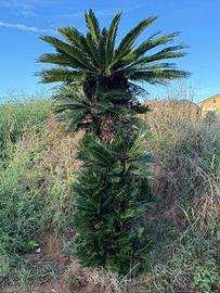 🌿 Splendida Cycas Revoluta Secolare (40 anni)