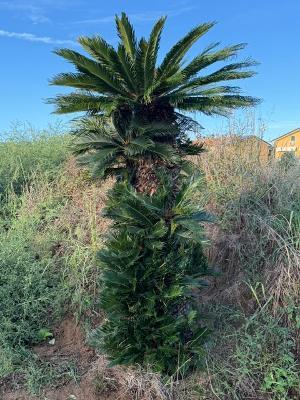 🌿 Splendida Cycas Revoluta Secolare (40 anni)
