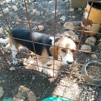 Beagle maschio