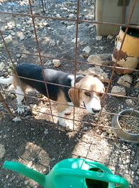 Beagle maschio