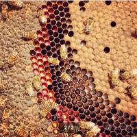 Nuclei di Api Biologci