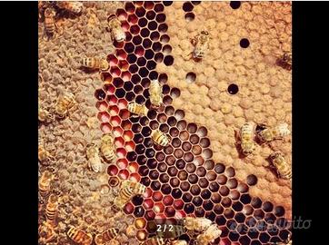 Nuclei di Api Biologci