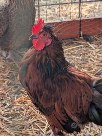 Galletti Marans e Araucana in purezza