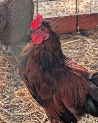 Galletti Marans e Araucana in purezza