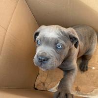 Cucciolo di cane corso