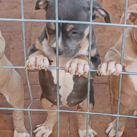 Pitbull con pedigree