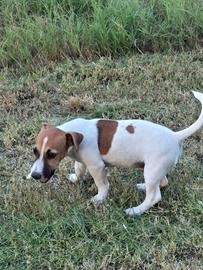 Jack russell