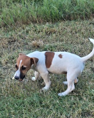 Jack russell