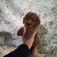 Splendidi cuccioli di Barboncino Mini Toy Red