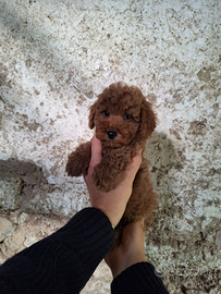 Splendidi cuccioli di Barboncino Mini Toy Red