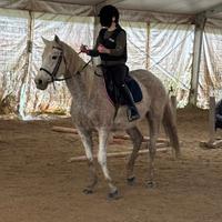 Purosangue inglese femmina di anni 14