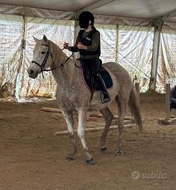 Purosangue inglese femmina di anni 14