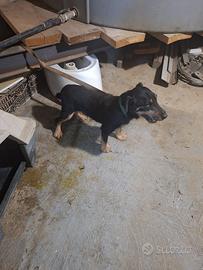 Jagd Terrier