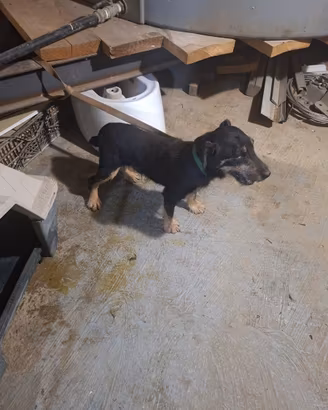 Jagd Terrier