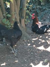 Marans