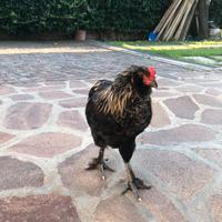 Galletto Olive Egger