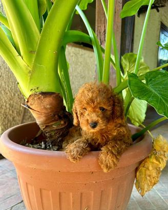 Cuccioli Barboncino toy rosso