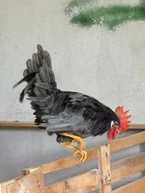 Galli livornese