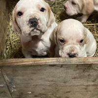 Cuccioli bracco pointer da tartufi