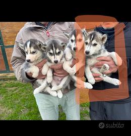 Cuccioli siberian Husky