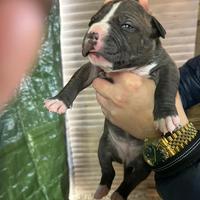 Cuccioli di Pitbull ukc