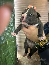 Cuccioli di Pitbull ukc