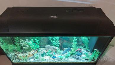acquario magis 100
