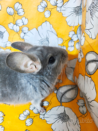 Cincillà femmina blu