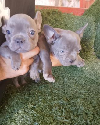 cuccioli di bulldog francese 