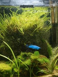 Beta pesce più tecnica completa