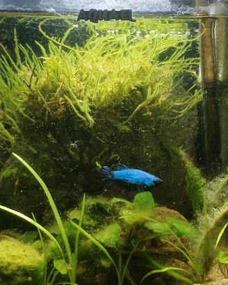 Beta pesce più tecnica completa
