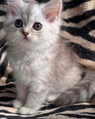 Gattina persiano normotipico