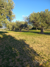 Terreno con uliveto
