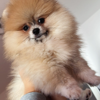 Volpini pomerania toy