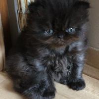 Gatto Persiano Cucciolo