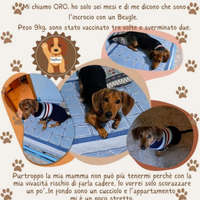 Cucciolo sette mesi,taglia media