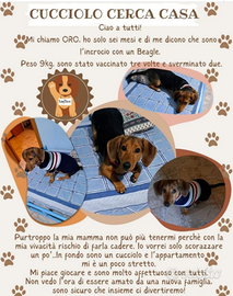 Cucciolo sette mesi,taglia media