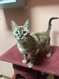 Femmina bengala mink charcoal