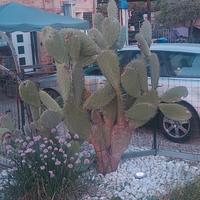 Agave americana e cactus