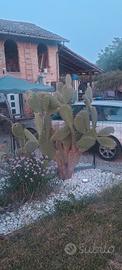 Agave americana e cactus