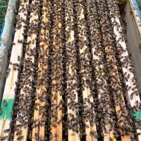 Sciami, api regine, celle reali, famiglie, nuclei