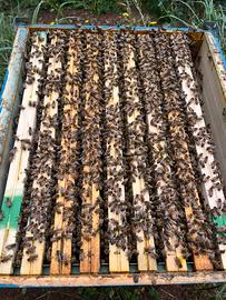 Sciami, api regine, celle reali, famiglie, nuclei