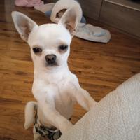 Stallone chihuahua pedigree Enci