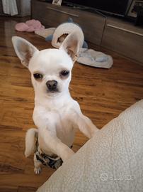 Stallone chihuahua pedigree Enci