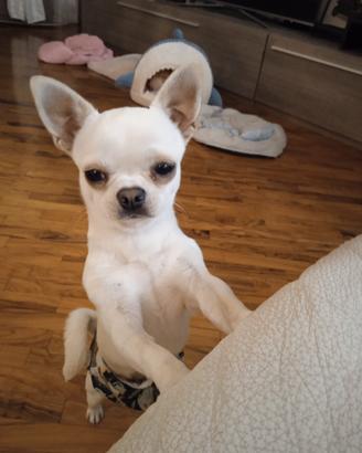 Stallone chihuahua pedigree Enci